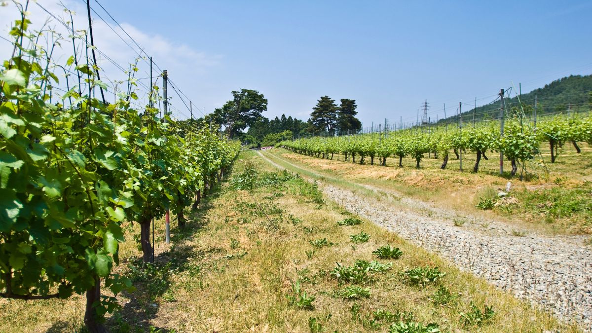 信州ワインバレー